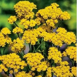 Гелиптерум Санфорди желтый /5 г/ *W.Legutko*