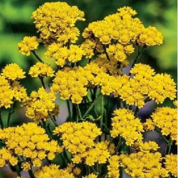 Геліптерум Санфорді жовтий /5 г/ *W.Legutko*