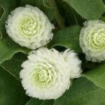 Гомфрена Гном белая (white) /200 семян/ *Sakata*