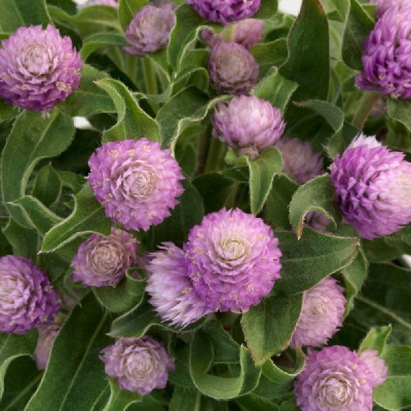 Насіння гомфрени Гном пінк (pink) /200 насінин/ *Sakata*