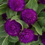 Гомфрена Гном пурпурная (purple) /200 семян/ *Sakata*