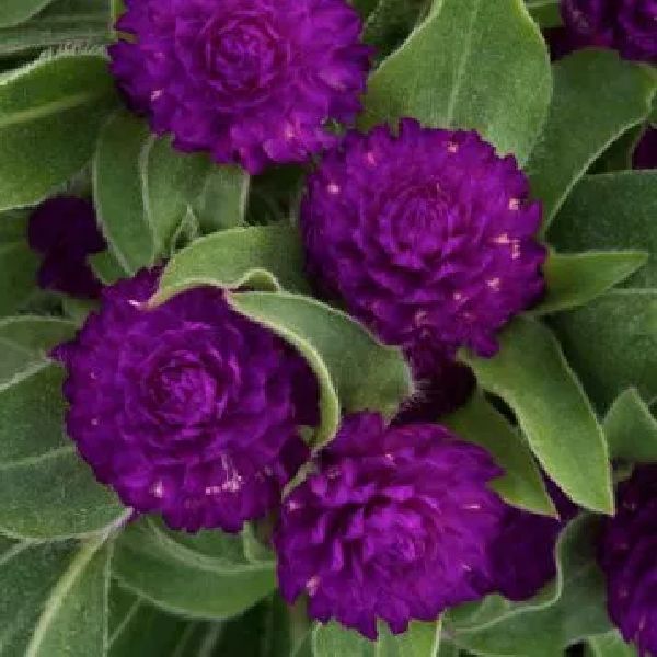 Насіння гомфрени Гном пурпурова (purple) /200 насінин/ *Sakata*