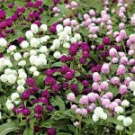 Гомфрена Гном суміш (mix) /200 насінин/ *Sakata*