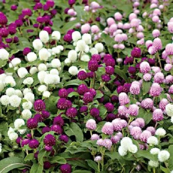 Насіння гомфрени Гном суміш (mix) /200 насінин/ *Sakata*