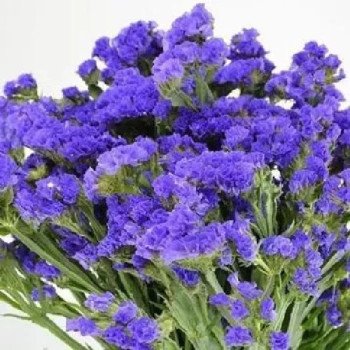 Кермек Ночное небо /10 г/ *Hem Zaden*