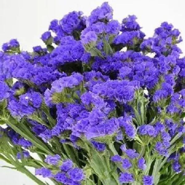 Насіння кермека Нічне небо /10 г/ *Hem Zaden*