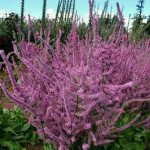 Статица Суворова розовая /2 г/ *W.Legutko*