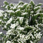 Кермек Хіпстер білий (white) /1.000 насінин/ *Benary*