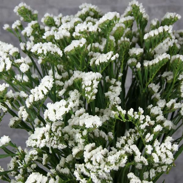 Семена кермека Хипстер белый (white) /1.000 семян/ *Benary*