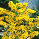 Кермек Хіпстер жовтий (yellow) /1.000 насінин/ *Benary*