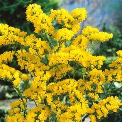 Кермек Хипстер желтый (yellow) /1.000 семян/ *Benary*