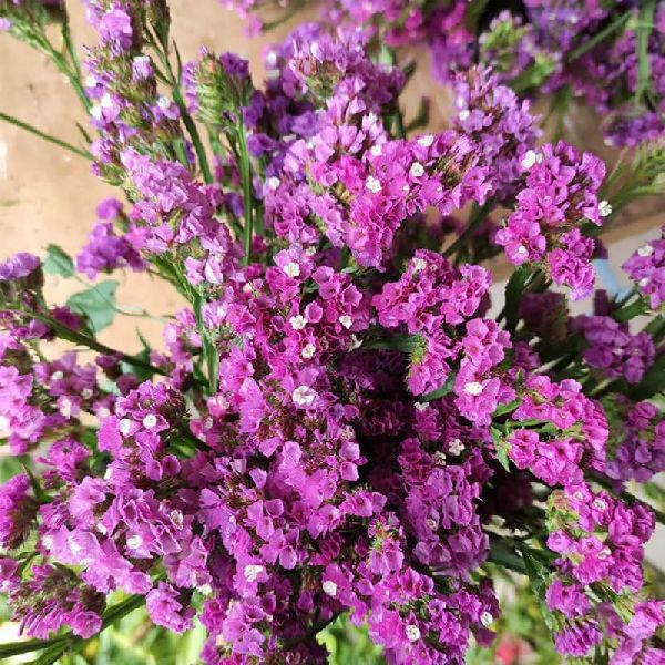 Насіння кермека Хіпстер рожевий (rose) /1.000 насінин/ *Benary*