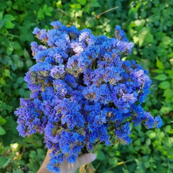 Семена кермека Хипстер синий (blue) /1.000 семян/ *Benary*