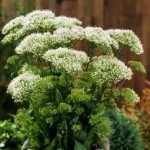 Трахеліум Пессіон білий (white) /50 насінин (драже)/ *Pan American*