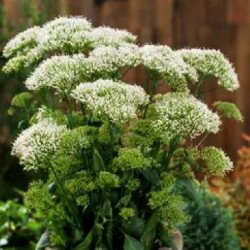 Трахелиум Пессион белый (white) /50 семян (драже)/ *Pan American*