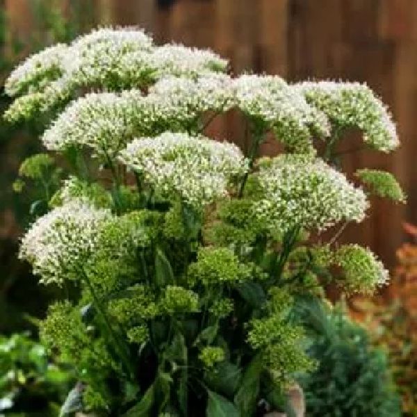 Семена трахелиума Пессион белый (white) /50 семян (драже)/ *Pan American*