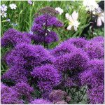 Трахеліум Пессіон фіолетовий (violet) /50 насінин/ *Pan American*