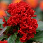 Целозия Чиф красная (red) /200 семян/ *Sakata*