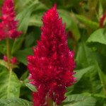 Целозія Сандей черрі (cherry) /100 насінин/ *Pan American*