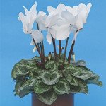 Цикламен Білий /100 насінин/ *Cerny*