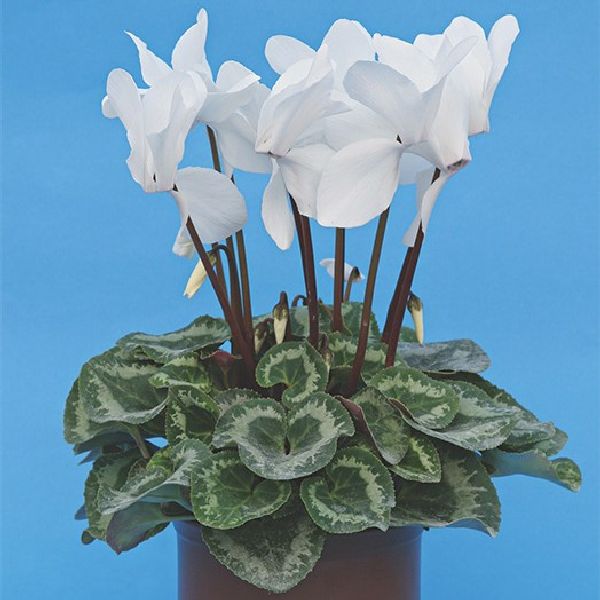 Семена цикламена Белый /100 семян/ *Cerny*