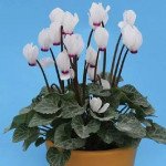 Цикламен Аннели /100 семян/ *Cerny*