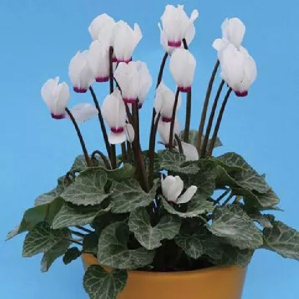 Семена цикламена Аннели /100 семян/ *Cerny*