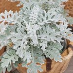 Цинерария Сильверадо /1.000 семян/ *Hem Genetics*