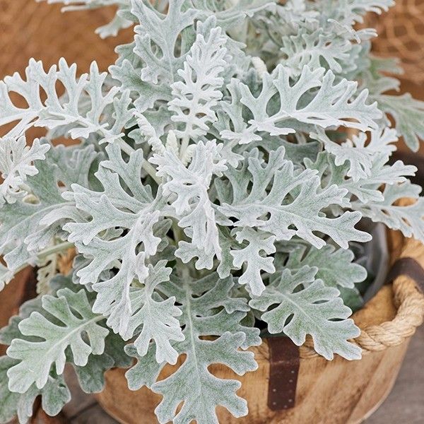 Насіння цинерарії Сільверадо /1.000 насінин/ *Hem Genetics*