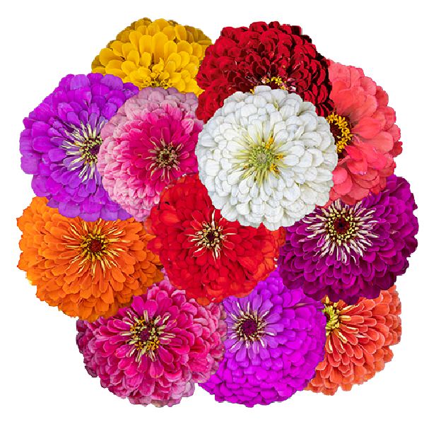 Семена циннии Гиганты Бенари смесь (mix) /100 семян/ *Benary*