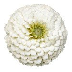 Цинія Оклахома біла (white) /1.000 насінин/ *Benary*