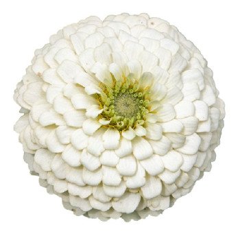 Цинния Оклахома белая (white) /1.000 семян/ *Benary*