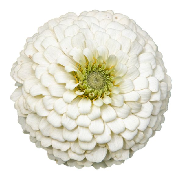 Насіння цинії Оклахома біла (white) /1.000 насінин/ *Benary*