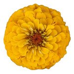 Цинния Оклахома голден елов (golden yellow) /1.000 семян/ *Benary*