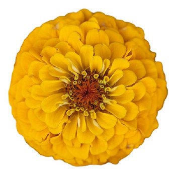 Цинния Оклахома голден елов (golden yellow) /1.000 семян/ *Benary*