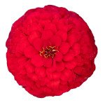 Цинния Оклахома скарлет (scarlet) /1.000 семян/ *Benary*