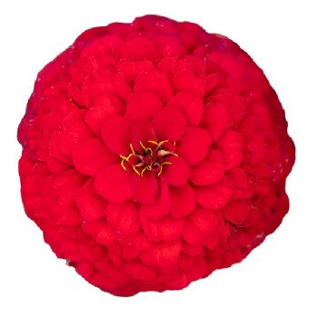 Цинния Оклахома скарлет (scarlet) /1.000 семян/ *Benary*