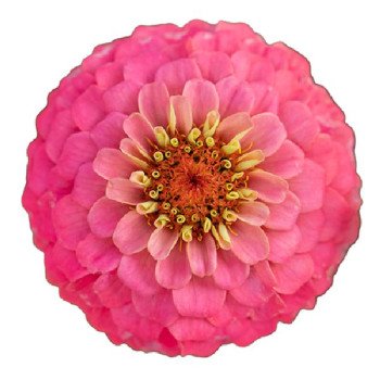 Цинния Оклахома лососевая (salmon) /1.000 семян/ *Benary*