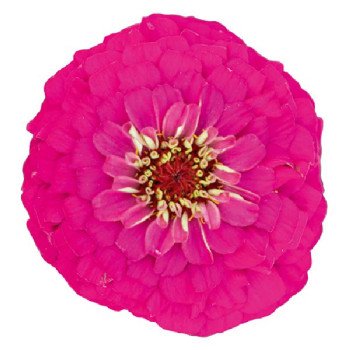 Цинния Оклахома карминовая (carmine) /1.000 семян/ *Benary*