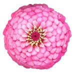 Цинния Оклахома розовая (pink) /1.000 семян/ *Benary*