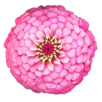 Цинния Оклахома розовая (pink) /1.000 семян/ *Benary*