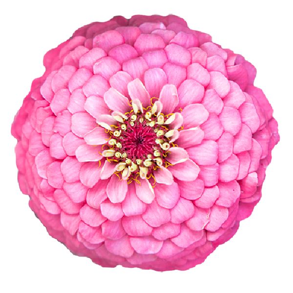 Насіння цинії Оклахома рожева (pink) /1.000 насінин/ *Benary*