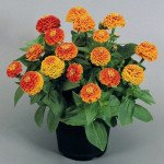 Цинния Циннита F1 оранжевая (orange) /100 семян/ *Benary*