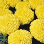 Бархатцы Дискавери F1 желтые (yellow) /500 семян/ *Benary*