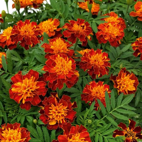 Насіння чорнобривців Бой гармонія /10 г/ *W.Legutko*