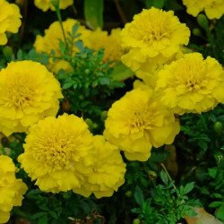 Чорнобривці Бой лимонні /10 г/ *W.Legutko*