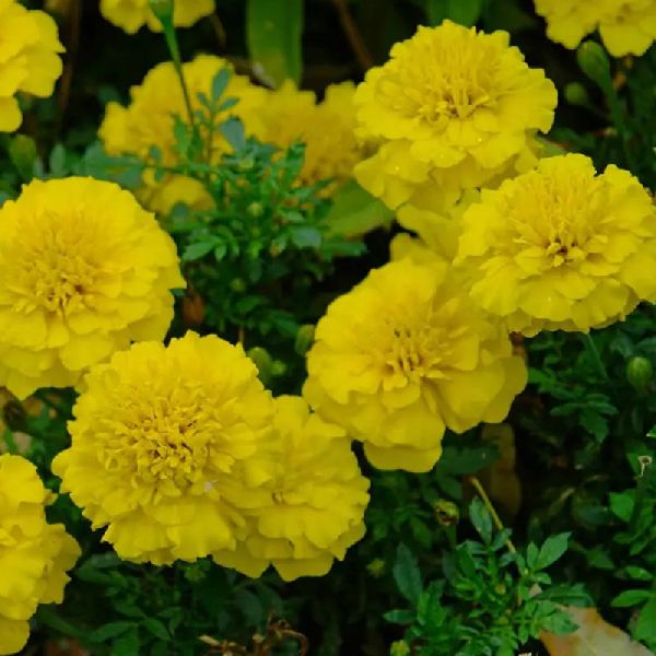 Насіння чорнобривців Бой лимонні /10 г/ *W.Legutko*