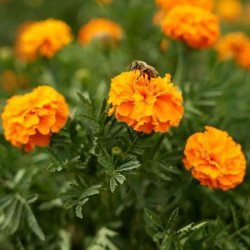 Бархатцы Бой оранжевые /10 г/ *W.Legutko*