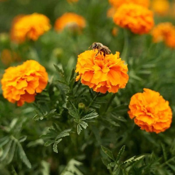 Насіння чорнобривців Бой помаранчеві /10 г/ *W.Legutko*