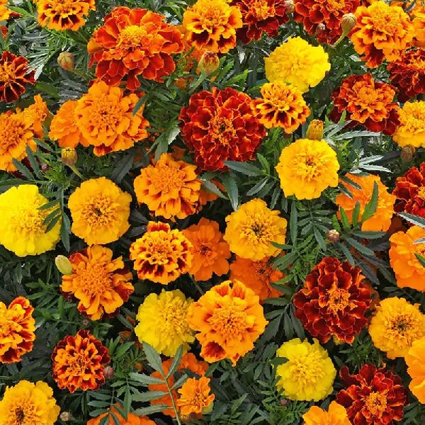 Насіння чорнобривців Боніта суміш (mix) /10 г/ *W.Legutko*